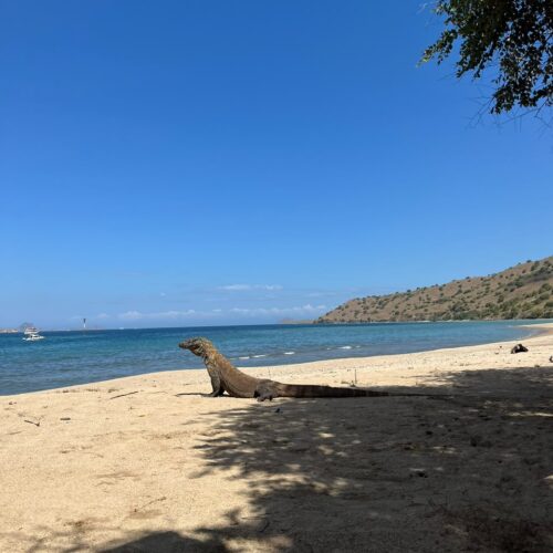 Open Trip 4D3N Trip to Komodo, Waerebo Village, and Nucamolas Island